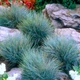 Саженцы Овсяницы Интенс Блу (Festuca&nbsp;Intense Blue) Р9 - изображение 2