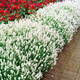 Саженцы Лаванды узколистной Белая (Lavandula angustifolia) Р9 - изображение 2