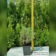 Саженцы Лаванды узколистной Белая (Lavandula angustifolia) Р9 - изображение 4