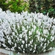 Саженцы Лаванды узколистной Белая (Lavandula angustifolia) Р9 - изображение 6