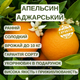 Саженцы апельсина Аджарский - ранний, самоплодный, сладкий - изображение 6