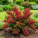 Саджанці Вейгели флоріда Брістол Рубі (Weigela florida Bristol Ruby) Р9 - зображення 5