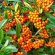 Саженцы Пираканты ярко-красной Оранж Глоу (Pyracantha coccinea Orange Glow) Р9 - изображение 1