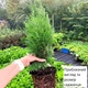 Саженцы Туи западной Смарагд (Thuja occidentalis Smaragd) 3-х летняя С1.5 - изображение 3