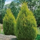 Саджанці Купрессоципариса Лейланда (Cupressocyparis leylandii) Р9 - зображення 1