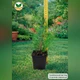 Саджанці Купрессоципариса Лейланда (Cupressocyparis leylandii) Р9 - зображення 2