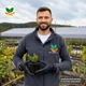 Саджанці Флокса шилоподібного Емеральд Кюшон Блю (Phlox subulata Emerald Cushion Blue) Р9 - зображення 8