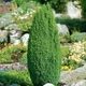 Саджанці Ялівцю звичайного Хіберніка (Juniperus communis Hibernica) Р9 - зображення 1