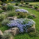 Саджанці Флокса шилоподібного Емеральд Кюшон Блю (Phlox subulata Emerald Cushion Blue) Р9 - зображення 12