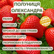 Саджанці полуниці (розсада) Олександра (Aleksandra) - рання, ароматна, транспортабельна - изображение 5