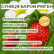 Саджанці суниці Барон Рюген (полуниці) - ремонтантна, ароматна, врожайна - зображення 5