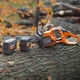 Акумуляторна ланцюгова пила Husqvarna 550iXP без акб та з/п (9707458-15) - зображення 4