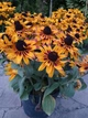 Рудбекія гібридна Смайліз ПАТІ. (Rudbeckia x hybrida SmileyZ Party) С5 - зображення 4
