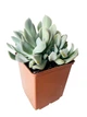 Суккулент Эхеверия Топси Турве (Echeveria runyonii Topsy Turvy) две точки роста (s008s-2) - изображение 1