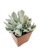 Суккулент Эхеверия Топси Турве (Echeveria runyonii Topsy Turvy) две точки роста (s008s-2) - изображение 2