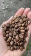 Кава в зернах 100% арабіка Kuguar Coffee Гондурас SHG середнє обсмаження 500 г - зображення 2