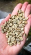 Кава в зернах 100% арабіка Kuguar Coffee Гондурас SHG середнє обсмаження 500 г - зображення 3