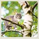 Календар настінний Helma 2027 Cats, 30x30 см (LP01-27) - зображення 3