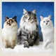 Календар настінний Helma 2027 Cats, 30x30 см (LP01-27) - зображення 12