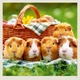 Календарь настенный Helma 2027 Little Fun, 30x30 см (LP04-27) - изображение 2