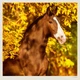 Календарь настенный Helma 2027 Horses, 30x30 см (LP03-27) - изображение 5