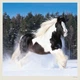 Календарь настенный Helma 2027 Horses, 30x30 см (LP03-27) - изображение 7