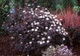 Пузыреплодник калинолистный «Диаболо» (Physocarpus opulifolius ‘Diabolo’), C3 - изображение 2
