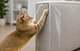 Защитная пленка Антикоготь для Мебели Дверей Обои Когтеточка Home Protect Размер 30х20 см 4 шт Прозрачный - изображение 2