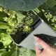 Збирач фруктів ручний Gardlov 24249 22x12x14 см гребінка для ягід металева з ABS-пластику сірий для чорниці лохини смородини малини - зображення 4