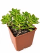 Суккулент Эхеверия Ред Лантен (Echeveria Red Lanten) (s134s) - изображение 2