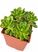 Суккулент Эхеверия Ред Лантен (Echeveria Red Lanten) (s134s) - изображение 3
