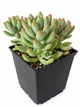Суккулент Эхеверия Харукасуми (Echeveria Harukasumi) (s125s) - изображение 1