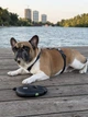 Поводок-рулетка для собак WAUDOG R-leash с контейнером для пакетов, светоотражающая лента, черный, размер M, до 20 кг, 5 м (26281) - изображение 14