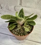 Гастерия литл варти Gasteria cv. Little Warty D8 см Суккулент Комнатное растение - изображение 2
