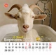 Календар 2027 Рік Кози (Funny Goat) із серії Свято кожен день - зображення 4