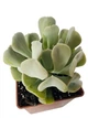 Суккулент Эхеверия Топси Турве (Echeveria runyonii Topsy Turvy) (s008s) - изображение 2