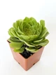 Суккулент Эониум Убрикум (Aeonium arboreum) (s011s) - изображение 2