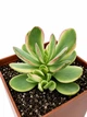 Крассула Мані мейкер варієгатна (Crassula Money Maker Variegata) (s027s) - зображення 2