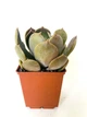Суккулент Эхеверия Марром (Echeveria Marrom) (s006s) - изображение 1