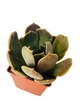 Суккулент Эхеверия Марром (Echeveria Marrom) (s006s) - изображение 2