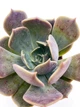 Суккулент Эхеверия Марром (Echeveria Marrom) (s006s) - изображение 3