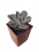 Суккулент Ечеверія Перлина Нюрнберга (Echeveria Perle von Nurnberg) (s033s) - зображення 4