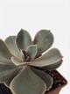 Суккулент Ечеверія Перлина Нюрнберга (Echeveria Perle von Nurnberg) (s033s) - зображення 6