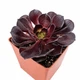 Эониум Шварцкопф (Aeonium Zwartzkopf) (s104s) - изображение 2