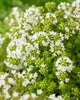 Тимьян ползучий ‘Albiflorus‘. Контейнер 1,2л - изображение 4