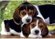 Пазл Clementoni High Quality Collection: Щенки вместе (High Quality Collection - Close Together Puzzle - 500 pcs.), 500 эл. (35536) - изображение 2