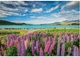 Пазл Clementoni High Quality Collection: Люпины на озере Текапо, Новая Зеландия (High Quality Collection - Lupins At Lake Tekapo Puzzle - 1500 pcs.), 1500 эл. (31731) - изображение 2