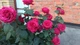Роза «4 ветра»/La Rose des 4 Vents. Флорибунда - изображение 3
