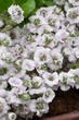 Гіпсофіла волотиста Плена Вайт. Gypsophila paniculata Plena White Р9 - зображення 3