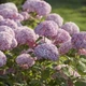Гортензія деревоподібна Світ Аннабель (Hydrangea arborescens Sweet Annabelle) Р9 - зображення 1